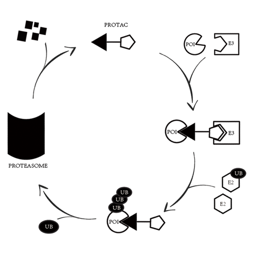 Proteome Wide Profiling For Targeted Protein Degradation Tpd Drugs