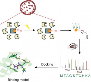 Identification of Non-covalent Small Molecule Binding Pockets in Cells